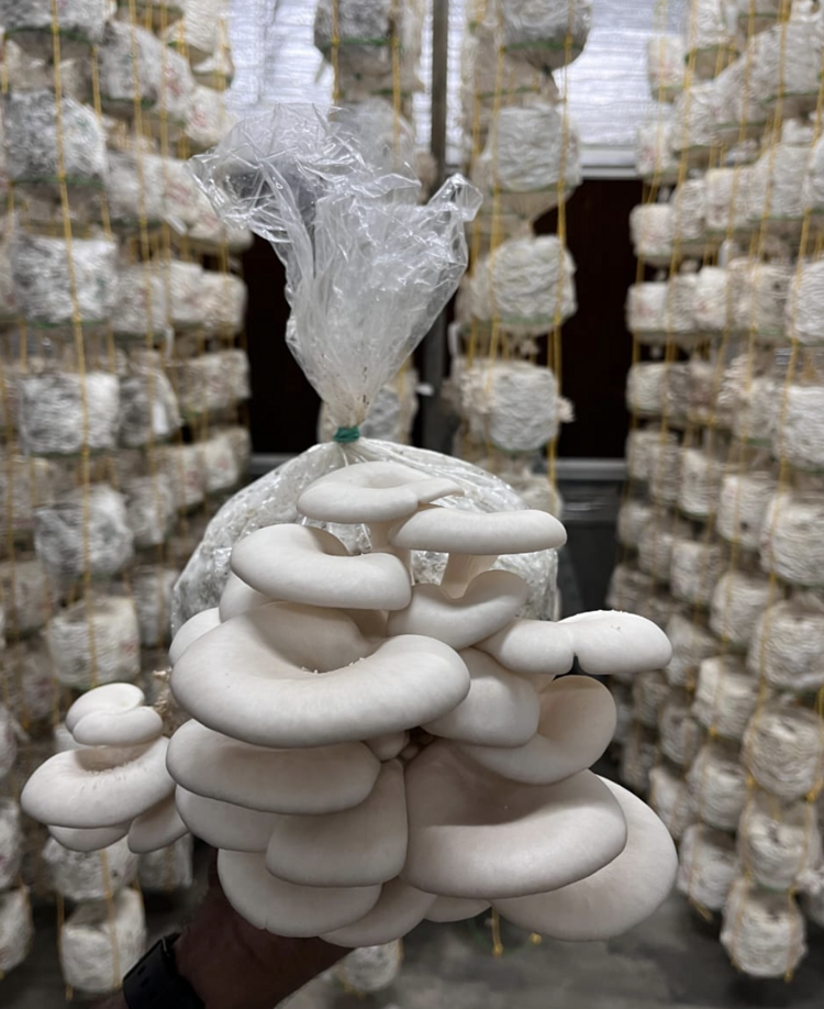 Lab-grade oyster mushroom spawn