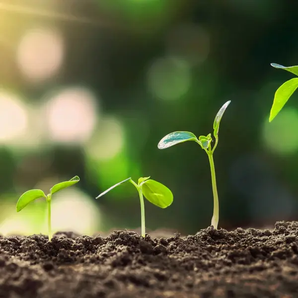 Green plant sprouting — symbol of agricultural growth and sustainability