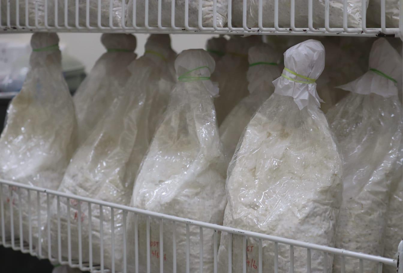 Sterile Production