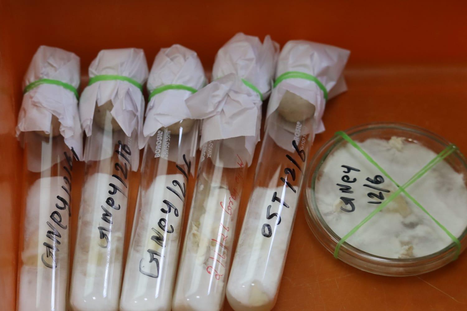 Lab-Grade Process